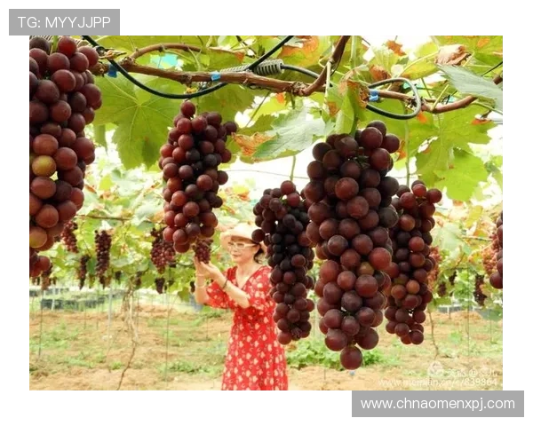 如何在新葡萄京手机下载中快速注册账号,轻松开启你的游戏冒险之旅 如何在新葡萄京手机下载中快速注册账号,轻松开启你的游戏冒险之旅